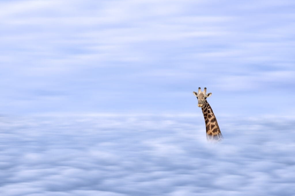 illustration of African giraffe head with long neck over clound